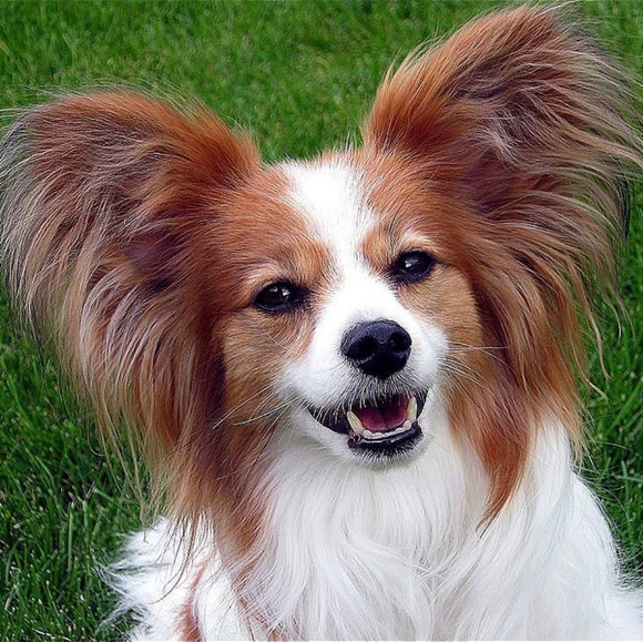 Meet your Posher, Patrick - Picture 2 of 2